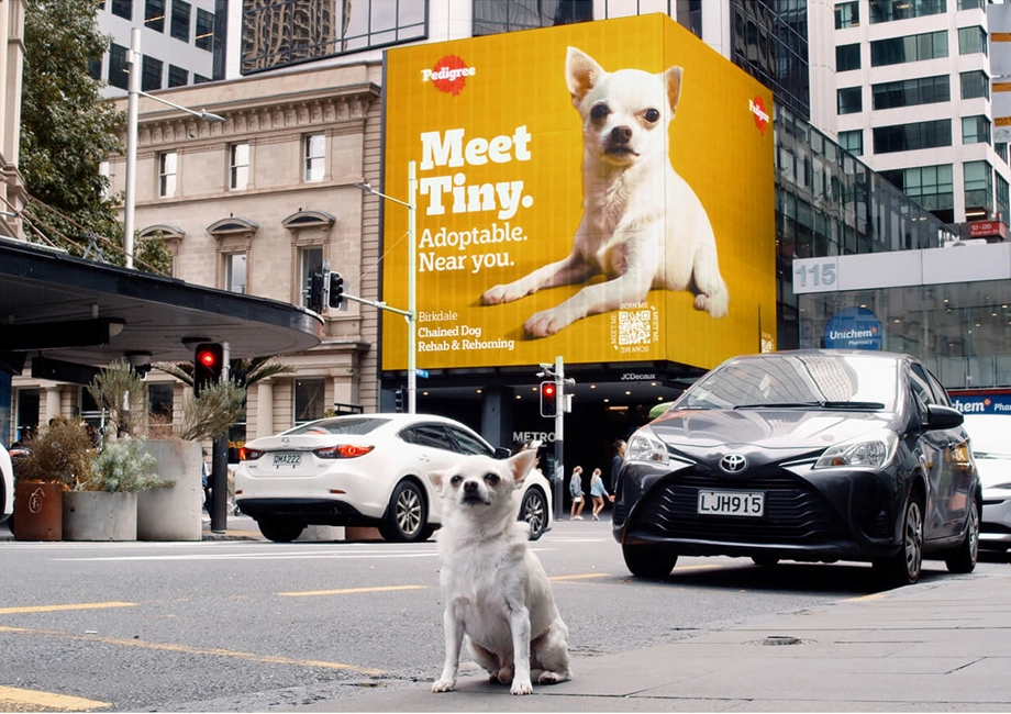 Pedigree - Adoptable